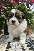 Teddy, a male Bichon Frise and Shih Tzu for sale in West Point, IA – 1 of 9
