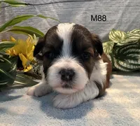 Teddy, a male Bichon Frise and Shih Tzu for sale in West Point, IA – 2 of 9