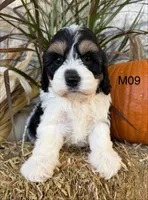 Buster, a male Cockapoo for sale in West Point, IA – 2 of 10