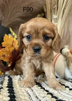 Lulu, a female Cavalier King Charles Spaniel for sale in West Point, IA – 5 of 10