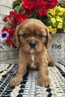 Ruby, a female Cavalier King Charles Spaniel for sale in West Point, IA – 7 of 9