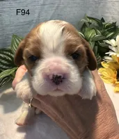 Daisy , a female Cavalier King Charles Spaniel for sale in West Point, IA – 6 of 8