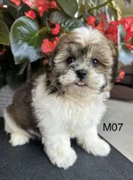 Leo, a male Maltipoo for sale in West Point, IA – 8 of 10