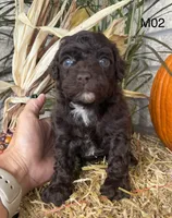 Winston , a male Poodle - Miniature  for sale in West Point, IA – 7 of 10