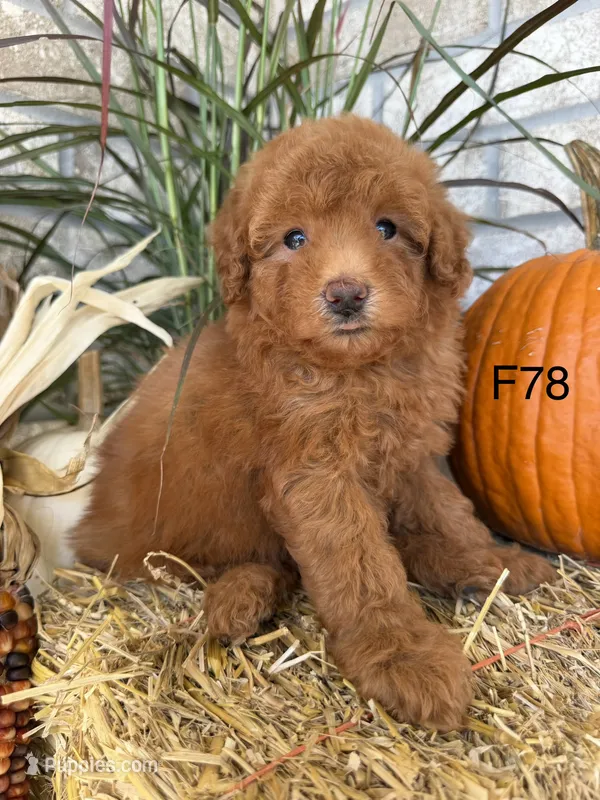 Bella – Poodle - Miniature  puppy for sale in West Point, IA