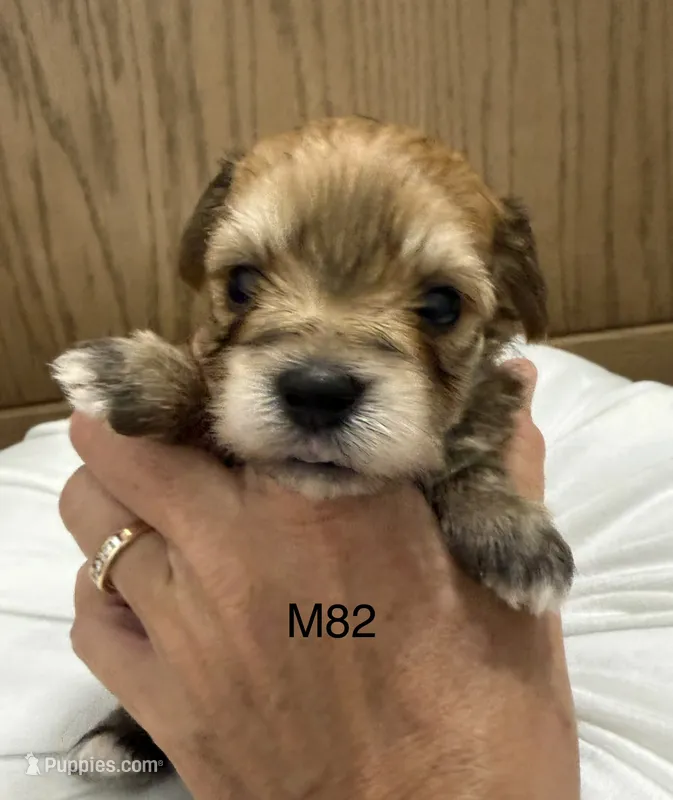Ash – Yorkipoo puppy for sale in West Point, IA