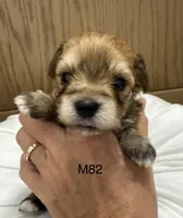 Ash, a male Yorkipoo for sale in West Point, IA – 1 of 10