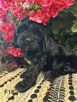 Lucy, a female Cockapoo for sale in West Point, IA – 2 of 6