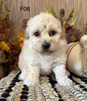 Mary, a female Maltipoo for sale in West Point, IA – 2 of 10
