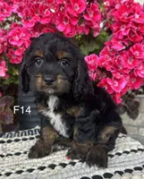 Sophie, a female Cockapoo for sale in West Point, IA – 4 of 9