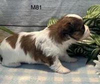 Coco, a male Bichon Frise and Shih Tzu for sale in West Point, IA – 5 of 9