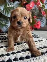 Zane , a male Cavapoo for sale in West Point, IA – 2 of 10
