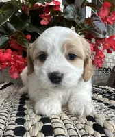 Ellie, a female Cavachon for sale in West Point, IA – 4 of 10