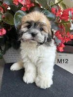 Noble, a male Maltipoo for sale in West Point, IA – 3 of 10