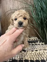 Hazel, a female Maltipoo for sale in West Point, IA – Photo 9 of 9