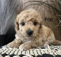 Hazel, a female Maltipoo for sale in West Point, IA – Photo 6 of 9