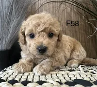 Hazel, a female Maltipoo for sale in West Point, IA – Photo 4 of 9