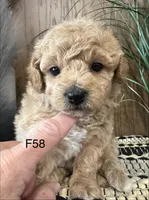 Hazel, a female Maltipoo for sale in West Point, IA – Photo 8 of 9