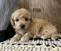 Hazel, a female Maltipoo for sale in West Point, IA – Photo 5 of 9