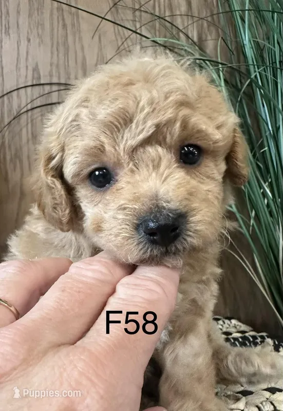 Hazel – Maltipoo puppy for sale in West Point, IA