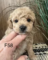 Hazel, a female Maltipoo for sale in West Point, IA – Photo 2 of 9