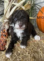 Otis, a male Poodle - Miniature  for sale in West Point, IA – 7 of 10