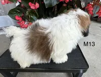 Max, a male Maltipoo for sale in West Point, IA – 8 of 10