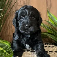 Miles, a male Cockapoo for sale in West Point, IA – Photo 1 of 10