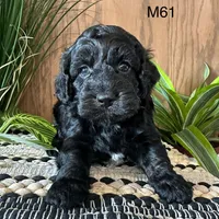 Miles, a male Cockapoo for sale in West Point, IA – Photo 3 of 10
