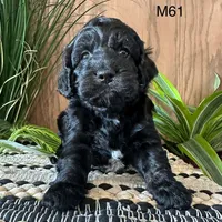 Miles, a male Cockapoo for sale in West Point, IA – Photo 8 of 10