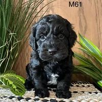 Miles, a male Cockapoo for sale in West Point, IA – Photo 2 of 10