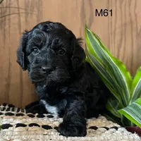 Miles, a male Cockapoo for sale in West Point, IA – Photo 6 of 10