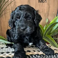 Miles, a male Cockapoo for sale in West Point, IA – Photo 10 of 10