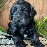 Miles, a male Cockapoo for sale in West Point, IA – Photo 9 of 10