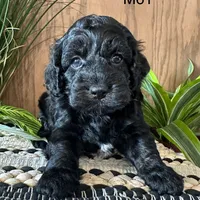 Miles, a male Cockapoo for sale in West Point, IA – Photo 5 of 10