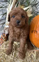 Lainey, a female Poodle - Miniature  for sale in West Point, IA – 3 of 10