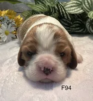 Daisy , a female Cavalier King Charles Spaniel for sale in West Point, IA – 7 of 8