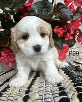 Ellie, a female Cavachon for sale in West Point, IA – 10 of 10