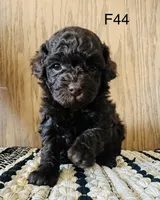 Millie, a female Poodle - Miniature  for sale in West Point, IA – Photo 8 of 9