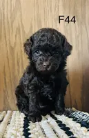 Millie, a female Poodle - Miniature  for sale in West Point, IA – Photo 5 of 9