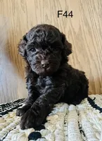 Millie, a female Poodle - Miniature  for sale in West Point, IA – Photo 9 of 9