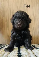 Millie, a female Poodle - Miniature  for sale in West Point, IA – Photo 4 of 9