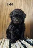 Millie, a female Poodle - Miniature  for sale in West Point, IA – Photo 2 of 9