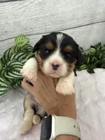 Bruno, a male Cavalier King Charles Spaniel for sale in West Point, IA – 8 of 10