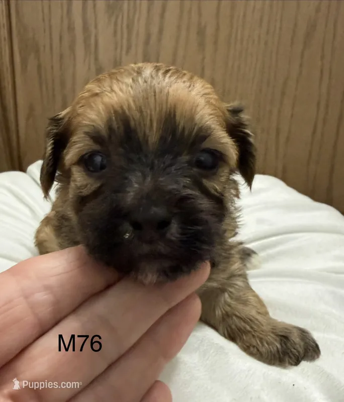 Zuke – Yorkipoo puppy for sale in West Point, IA