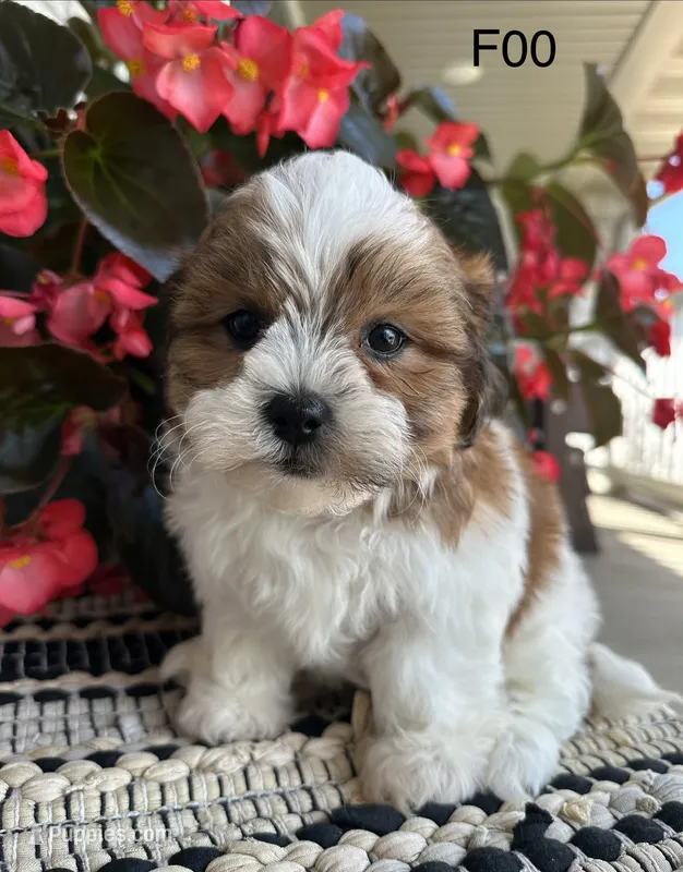 Mary – Bichon Frise, Shih Tzu puppy for sale in West Point, IA