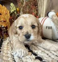 Maple, a female Cockapoo for sale in West Point, IA – 9 of 9