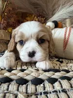 Dawson, a male Cavalier King Charles Spaniel for sale in West Point, IA – 8 of 8