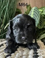 Pepper, a female Cavapoo for sale in West Point, IA – Photo 7 of 10