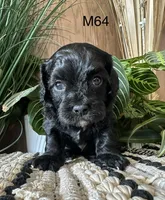 Pepper, a female Cavapoo for sale in West Point, IA – Photo 10 of 10